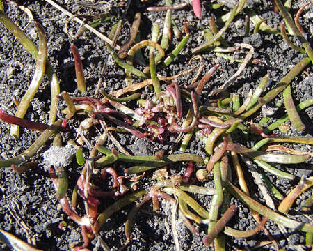 Image of grasswort