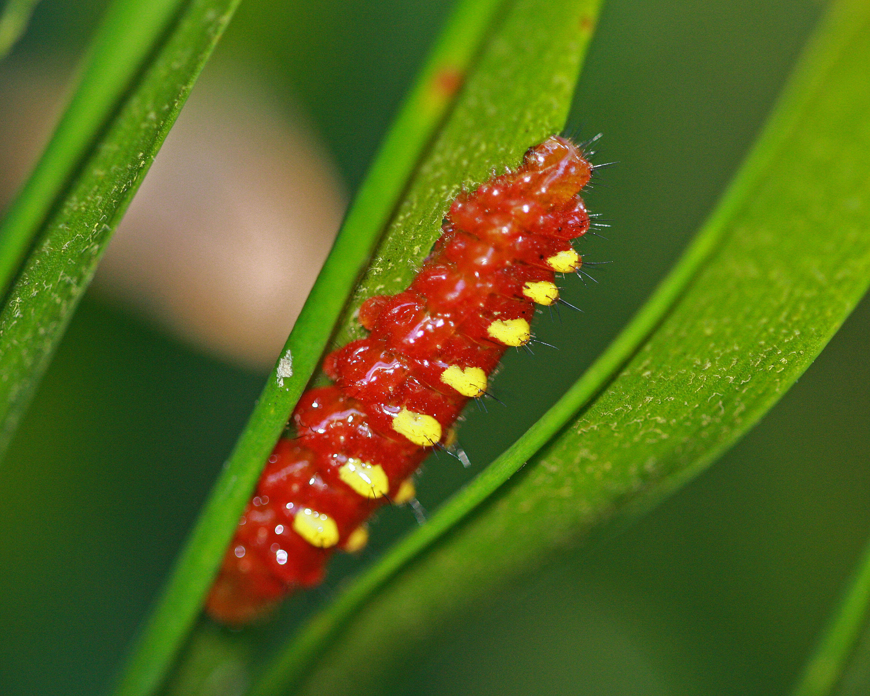 Слика од Eumaeus atala (Poey 1832)