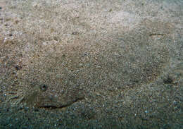 Image of flounder