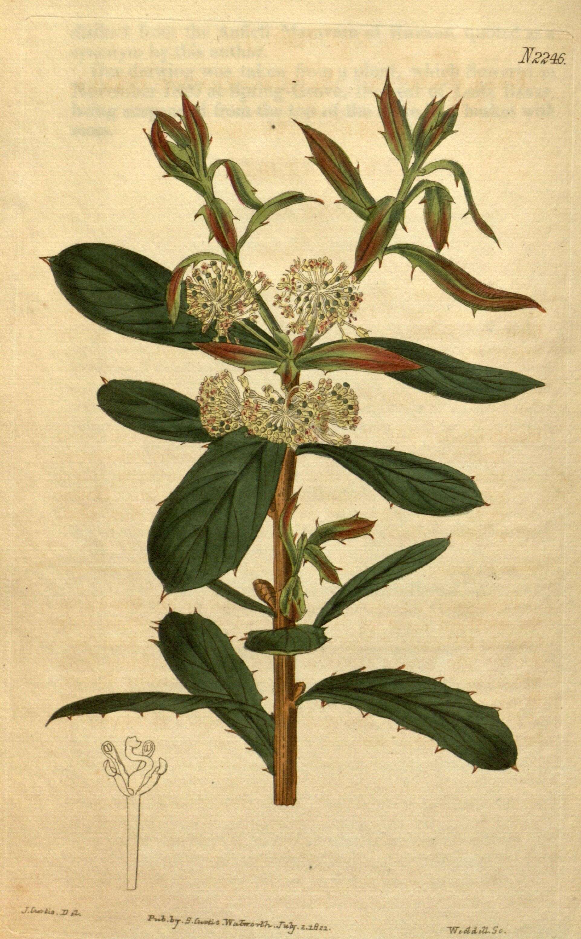 Image of Hakea nitida R. Br.