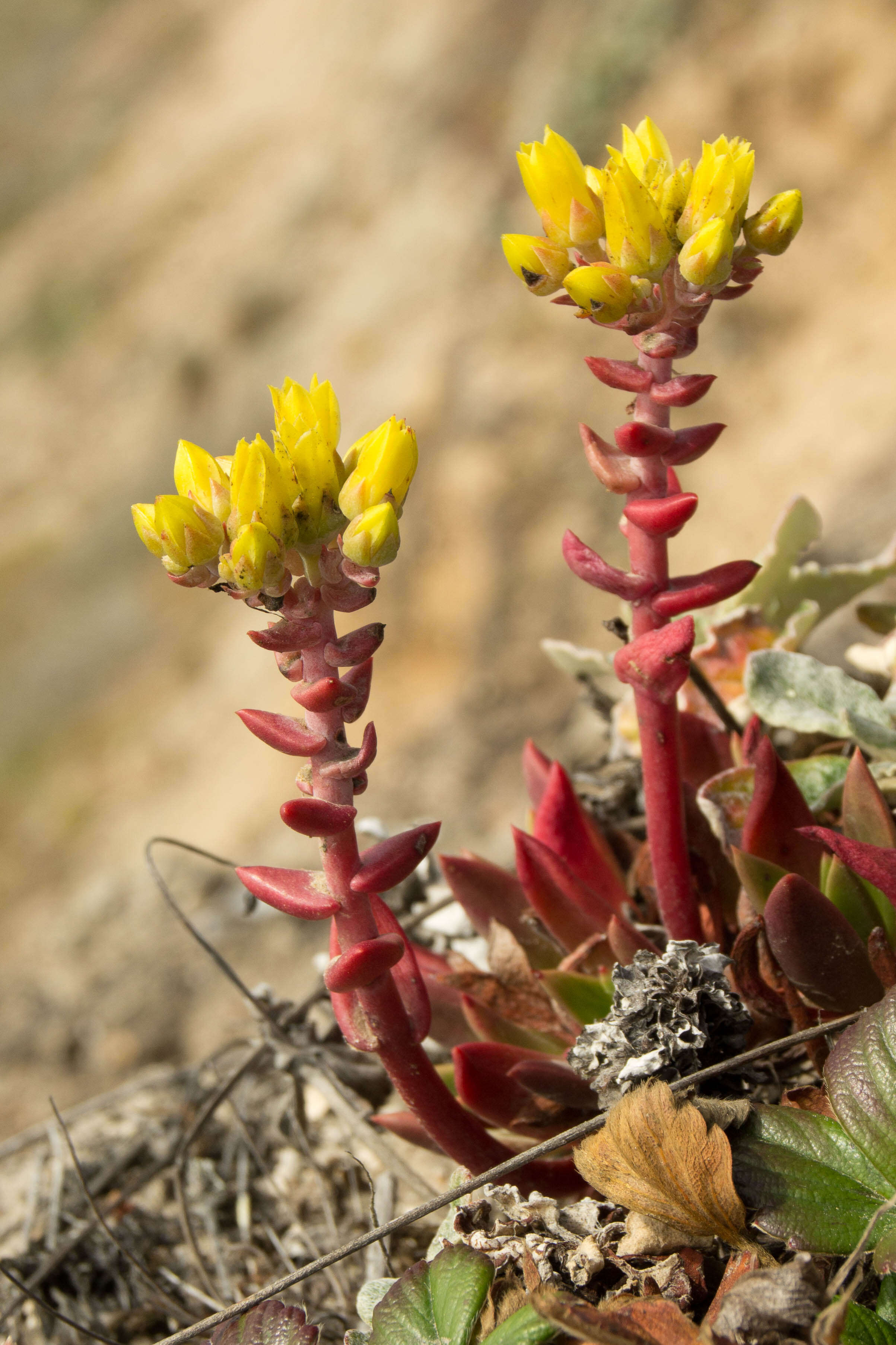 Image of Dudleya