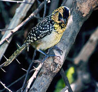 Image of African terrestrial barbets