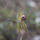 Image of Plain-lip spider orchid