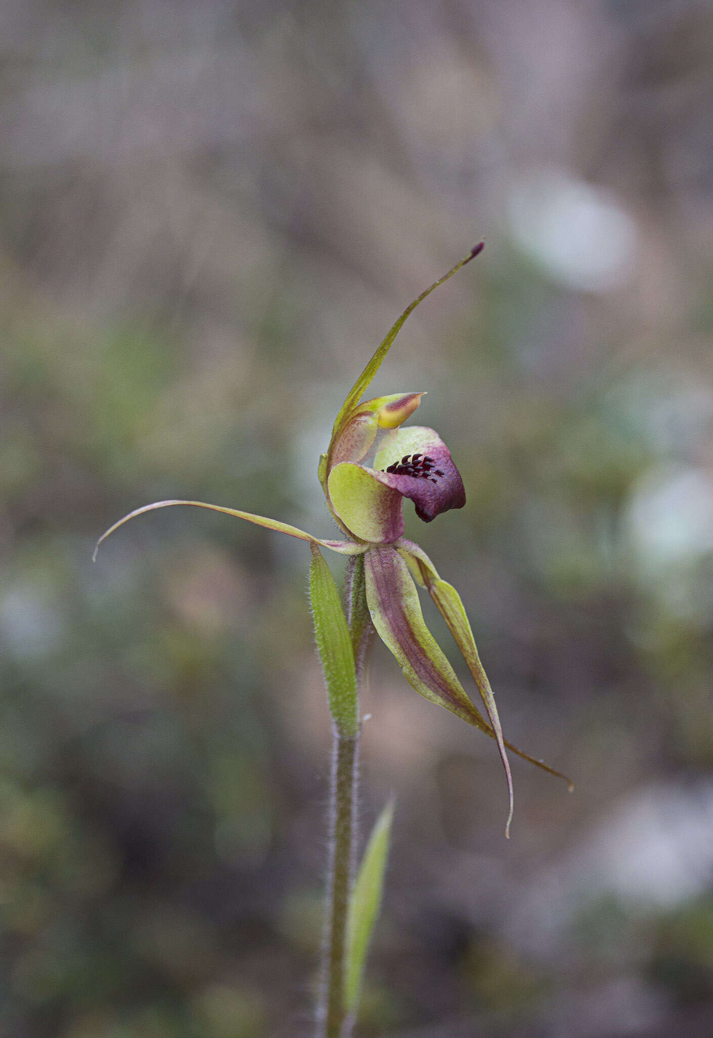 Caladenia clavigera A. Cunn. ex Lindl.的圖片