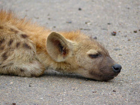 Image of Spotted Hyaenas