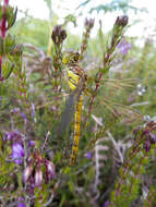 Image of Sympetrum Newman 1833