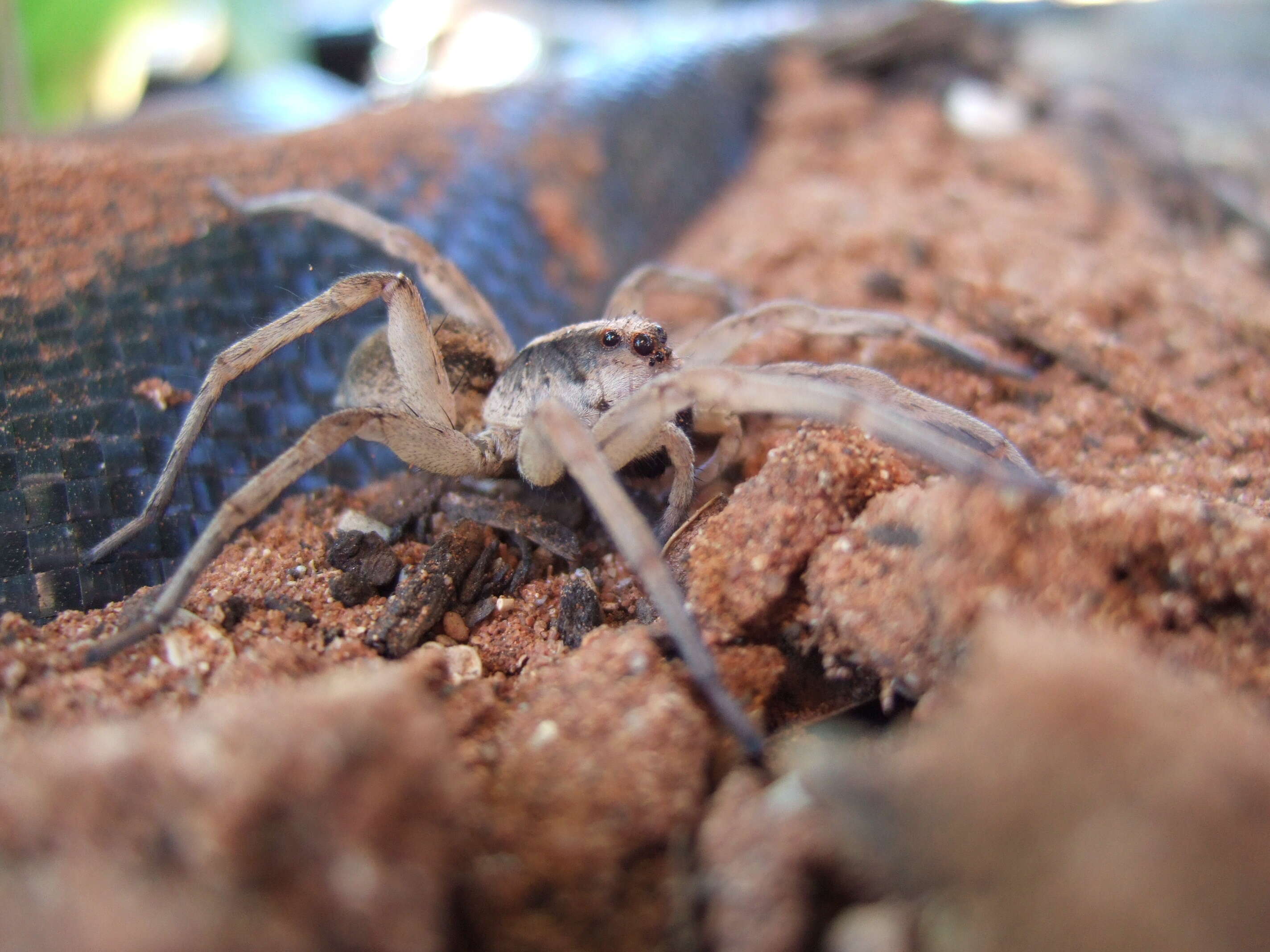 Image of wolf spiders