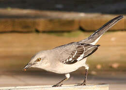 Image of Mimus Boie & F 1826