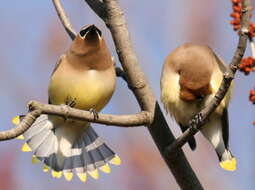 Image of waxwings and relatives