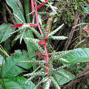 Image of Aechmea pubescens Baker