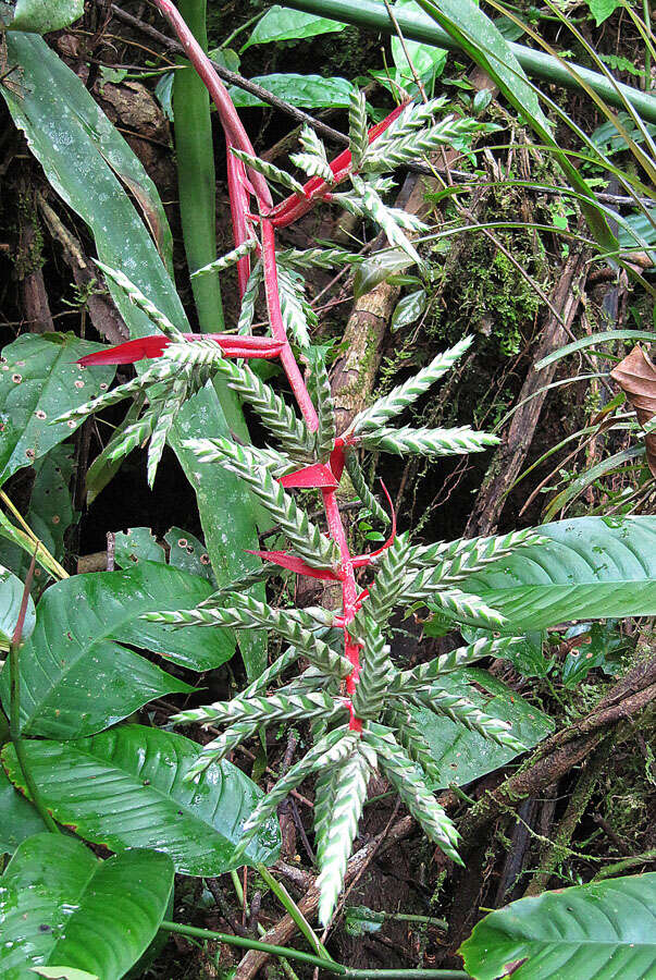 Image of Aechmea pubescens Baker