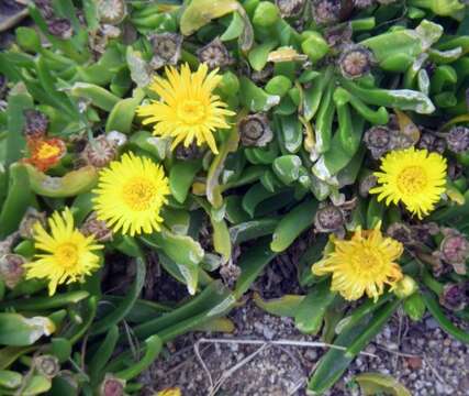 Image of Glottiphyllum longum (Haw.) N. E. Br.