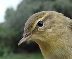 Image of Phylloscopidae