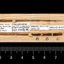 Imagem de Crossocerus styrius (Kohl 1892)