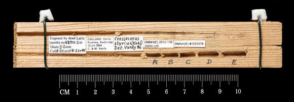 Plancia ëd Crossocerus styrius (Kohl 1892)