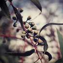 Sivun Corymbia bloxsomei (Maiden) K. D. Hill & L. A. S. Johnson kuva