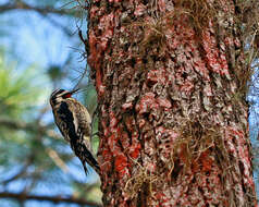 Image of Sapsucker