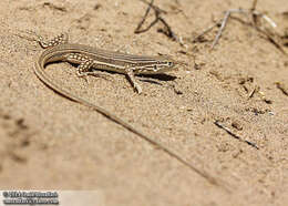 Image of Knox's Ocellated Sand Lizard