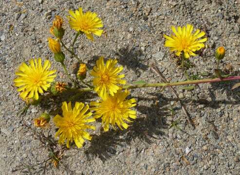 Image of New England hawkweed