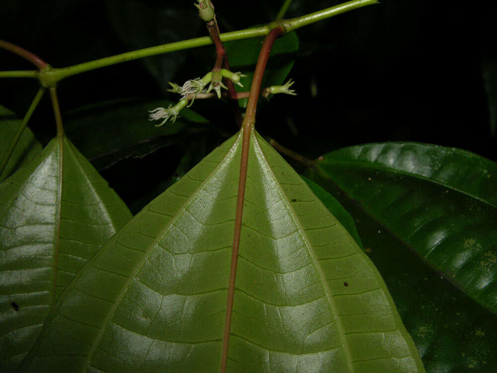 Image of Miconia lateriflora Cogn.