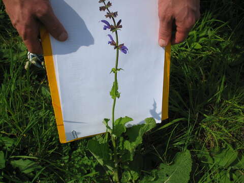 Imagem de Salvia pratensis L.