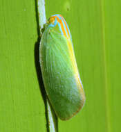 Image of Palm Flatid Planthopper