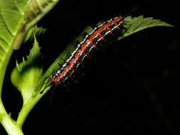 Image of Mexican Fritillary