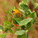 Image of Gilt-edged Tanager