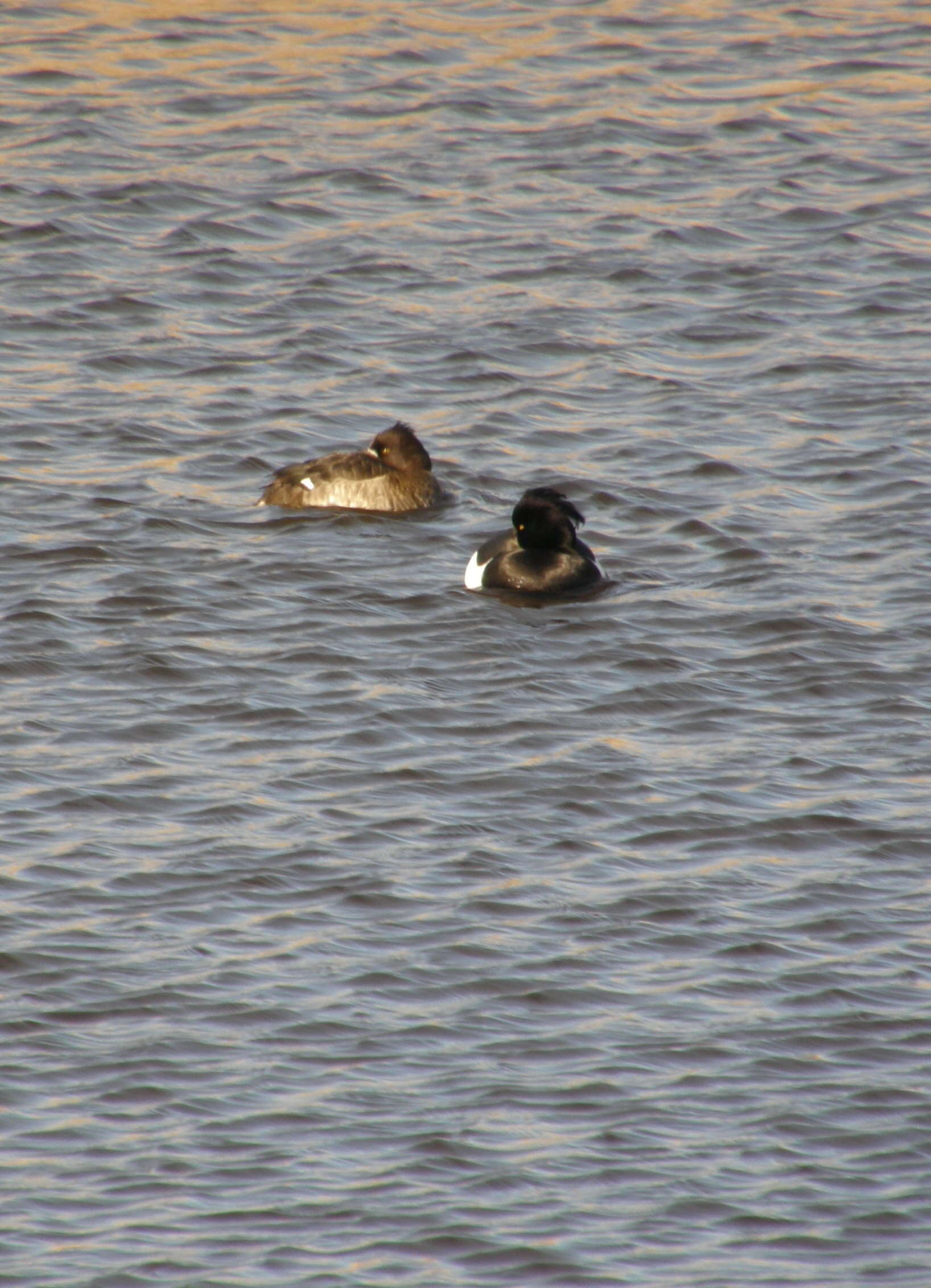 Image of Tufted Duck