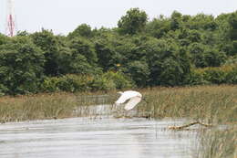 Image of Great Egret