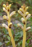 Image of broomrape