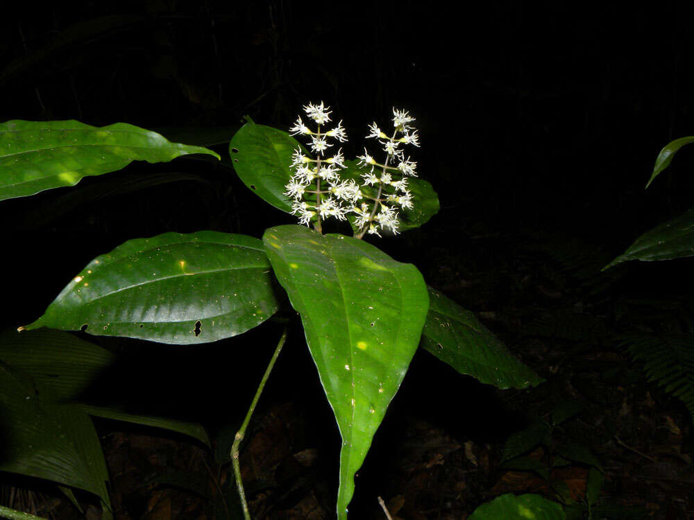 Image of Miconia gracilis Triana