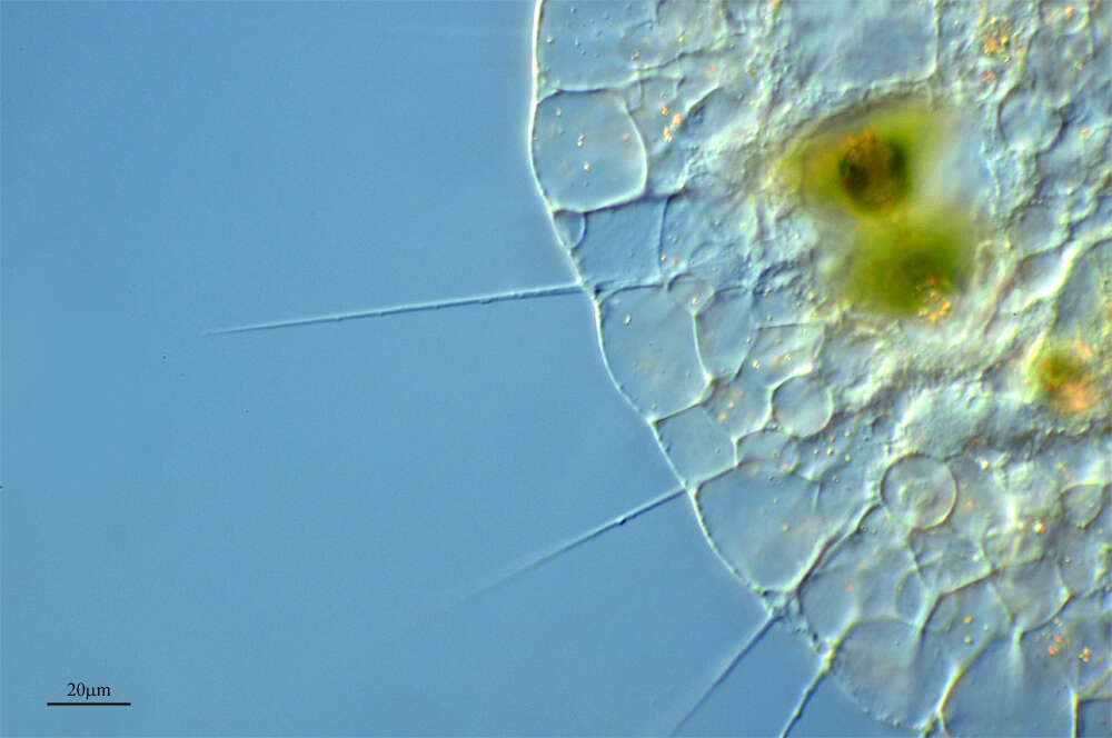 Image of Protist