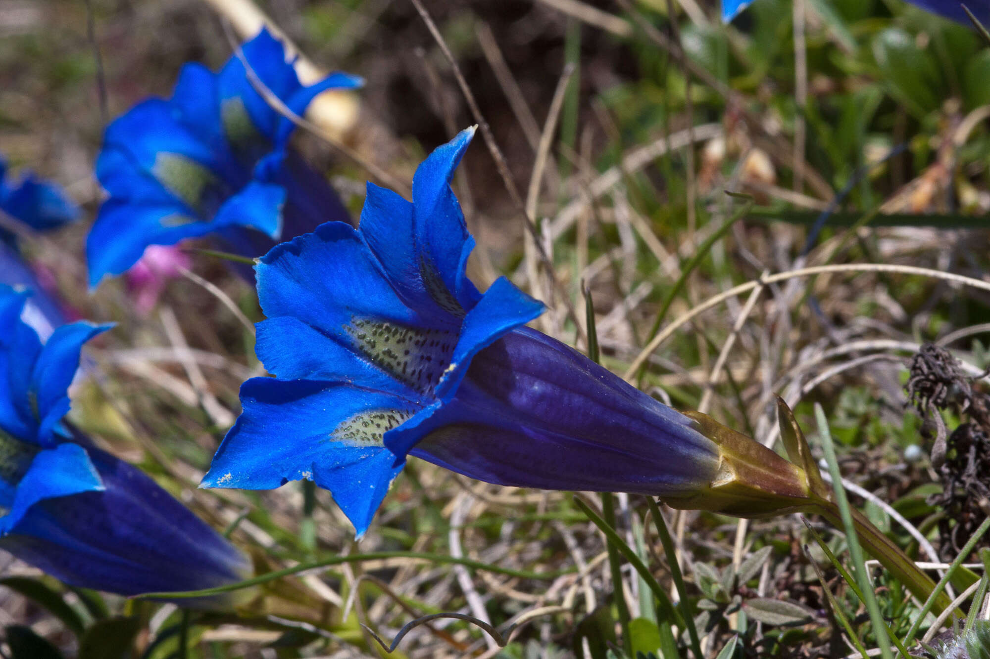 Image of Gentiana dinarica G. Beck