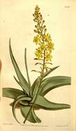 Image of Bulbine