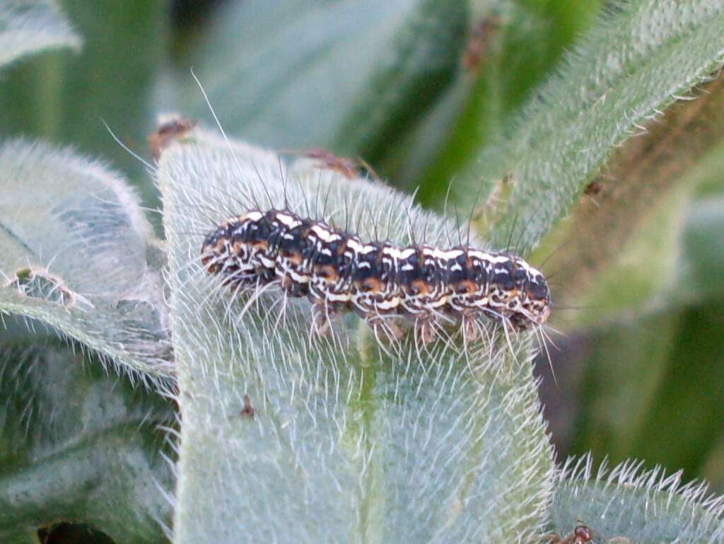 Image of viper's bugloss