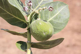 Image of calotropis