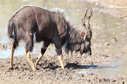 Image of Tragelaphus angasi