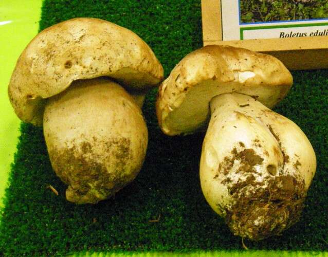 Image of Boletus