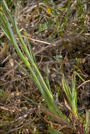 Image of Dianthus carthusianorum subsp. carthusianorum