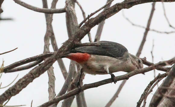 Image of Mistletoebird