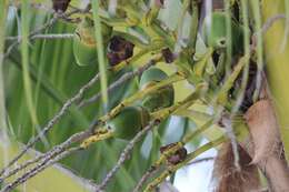 Image of coconut palm