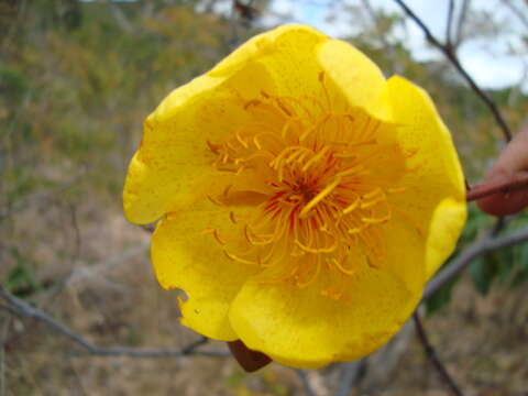 Imagem de Cochlospermum regium (Mart. & Schr.) Pilger