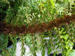 Image of Korean tasselfern