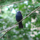 Image of Blue Bunting