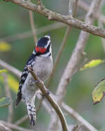 Image of Downy Woodpecker