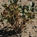 Image of Cisco milkvetch