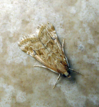 Image of Cabbage Webworm moth