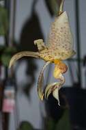 Image of Stanhopea orchid