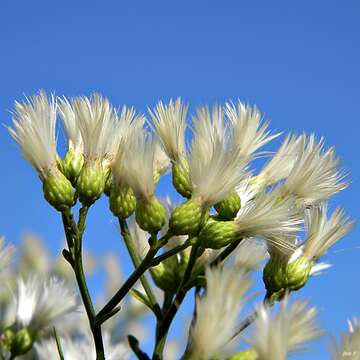 Image of Groundsel Bush